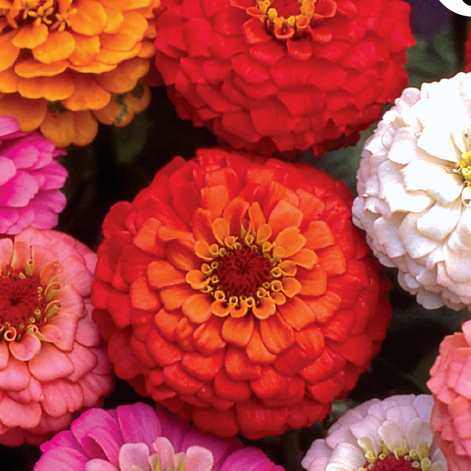 A variety of zinnia flowers with double layers of petals in mixed colors including red, pink, yellow, and orange.